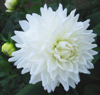 Dahlia ' B. J.  BEAUTY '  (M.D.)  Clarke  UK  1976  Halls of Heddon Nursery 2016  (David Brown)